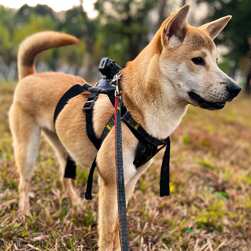 Levaplus Petcam wearable pet camera attached to a dog for first-person outdoor recording