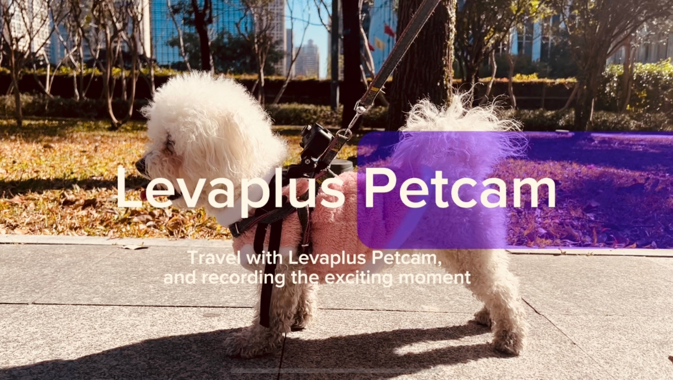 Levaplus Petcam wearable pet camera promotional poster featuring a dog wearing the camera during an outdoor walk