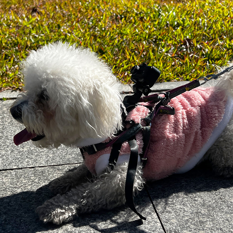 Levaplus Petcam wearable pet camera for pet vlogging and outdoor adventures